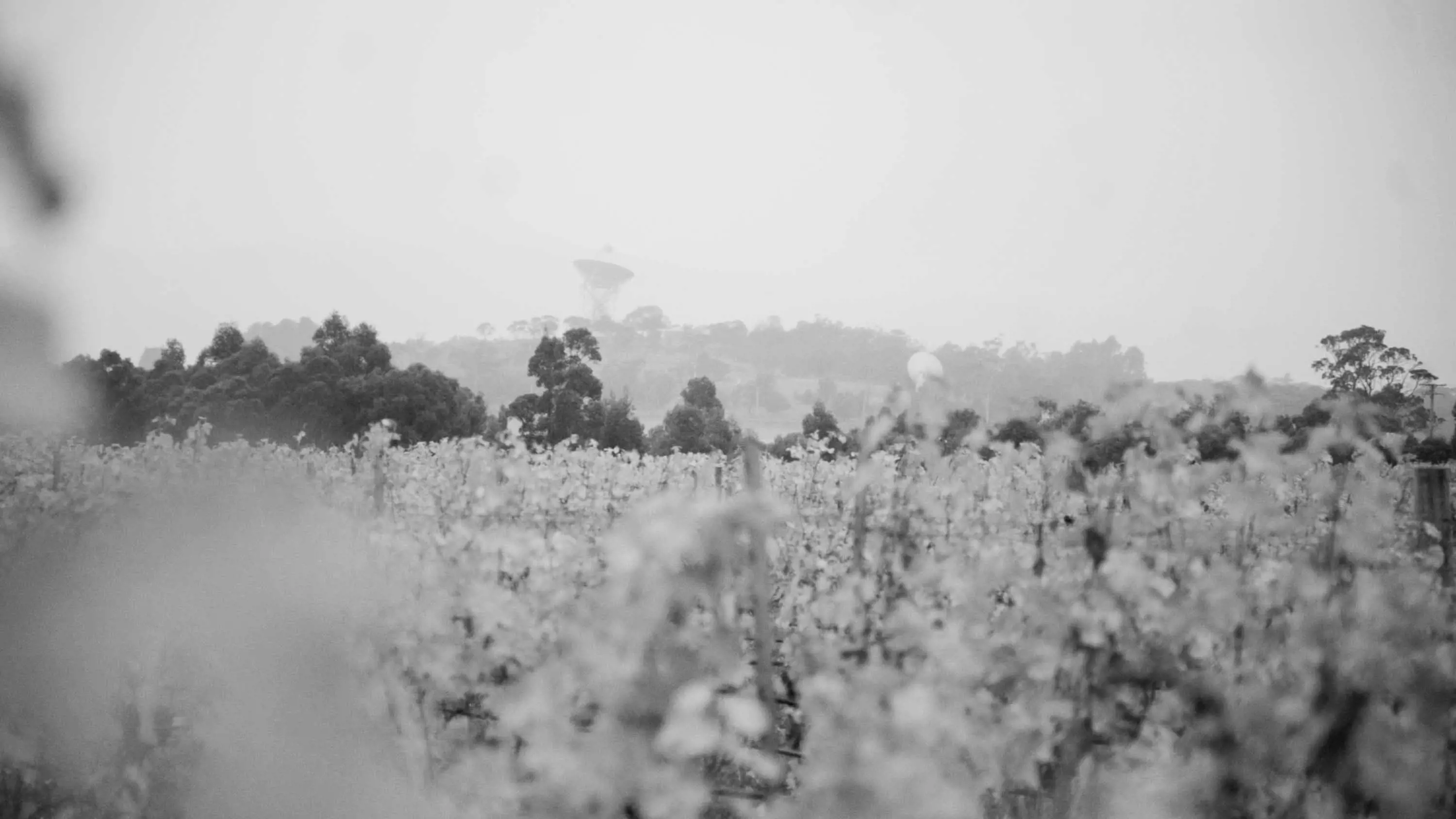 A field of grapevines extends into the distance, where white satellite dishes can be seen standing amongst trees.