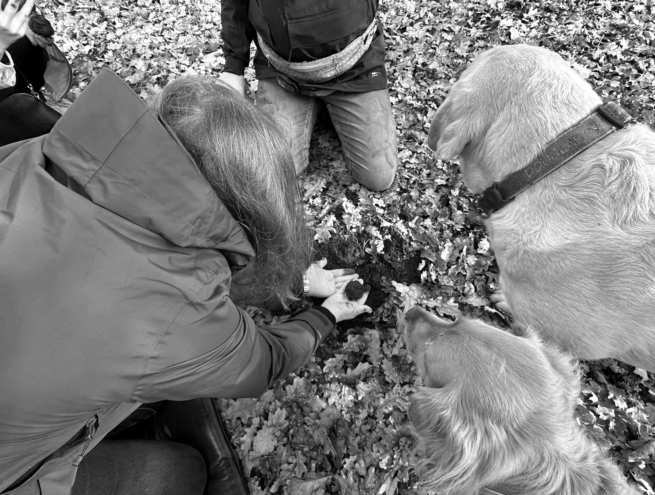 A group of people and dogs kneeling on the leaf-littered ground, looking down into a hole where one person is holding out a freshly-dug truffle.