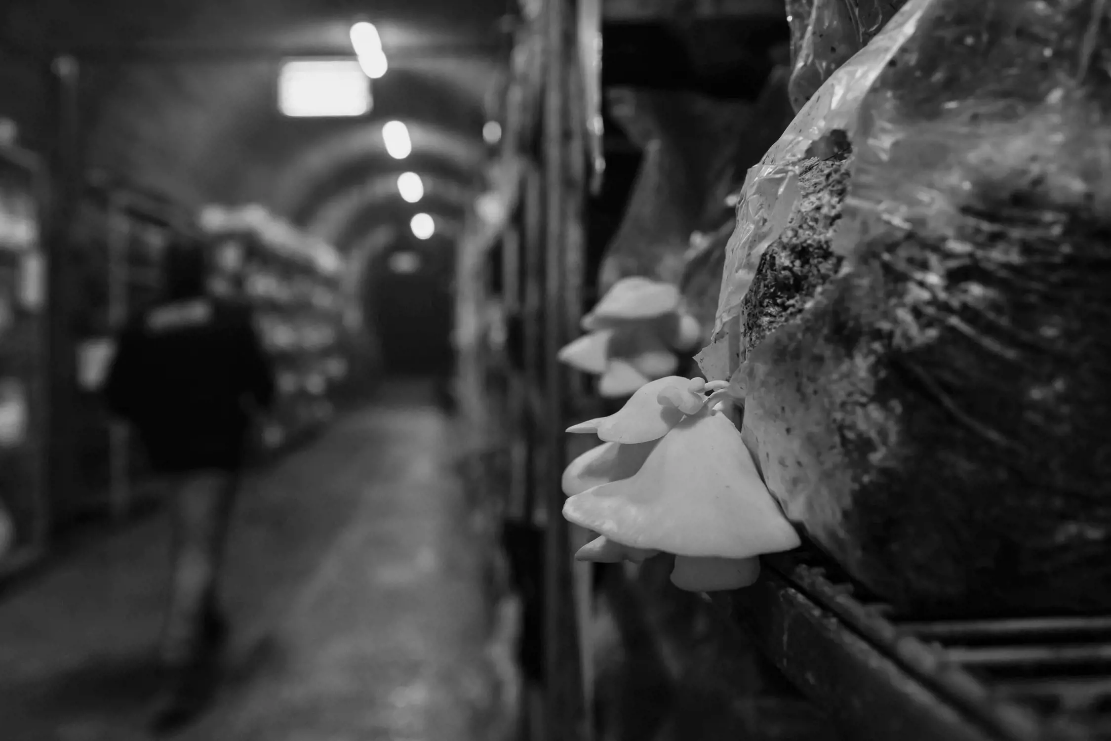 A dark, industrial growing space with rows of mushroom grow bags on metal shelves. White oyster mushrooms sprout in clusters from the bags. A person is seen walking in the distance, partially blurred, adding depth and motion to the setting