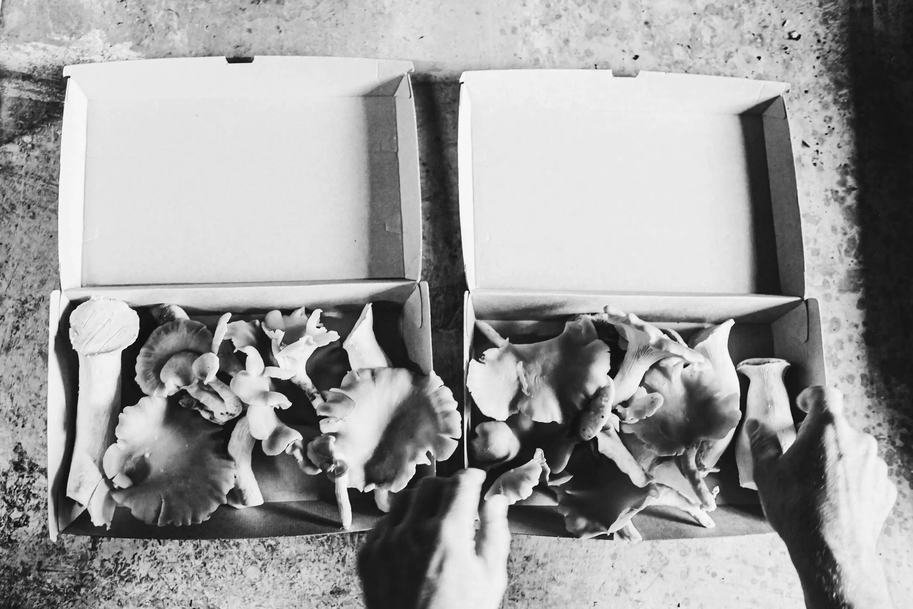 Two open cardboard boxes filled with fresh oyster mushrooms of various shapes and sizes. Their delicate gills and smooth caps are clearly visible. A hand gently reaches into one of the boxes, highlighting the freshness and tactile texture of the mushrooms.