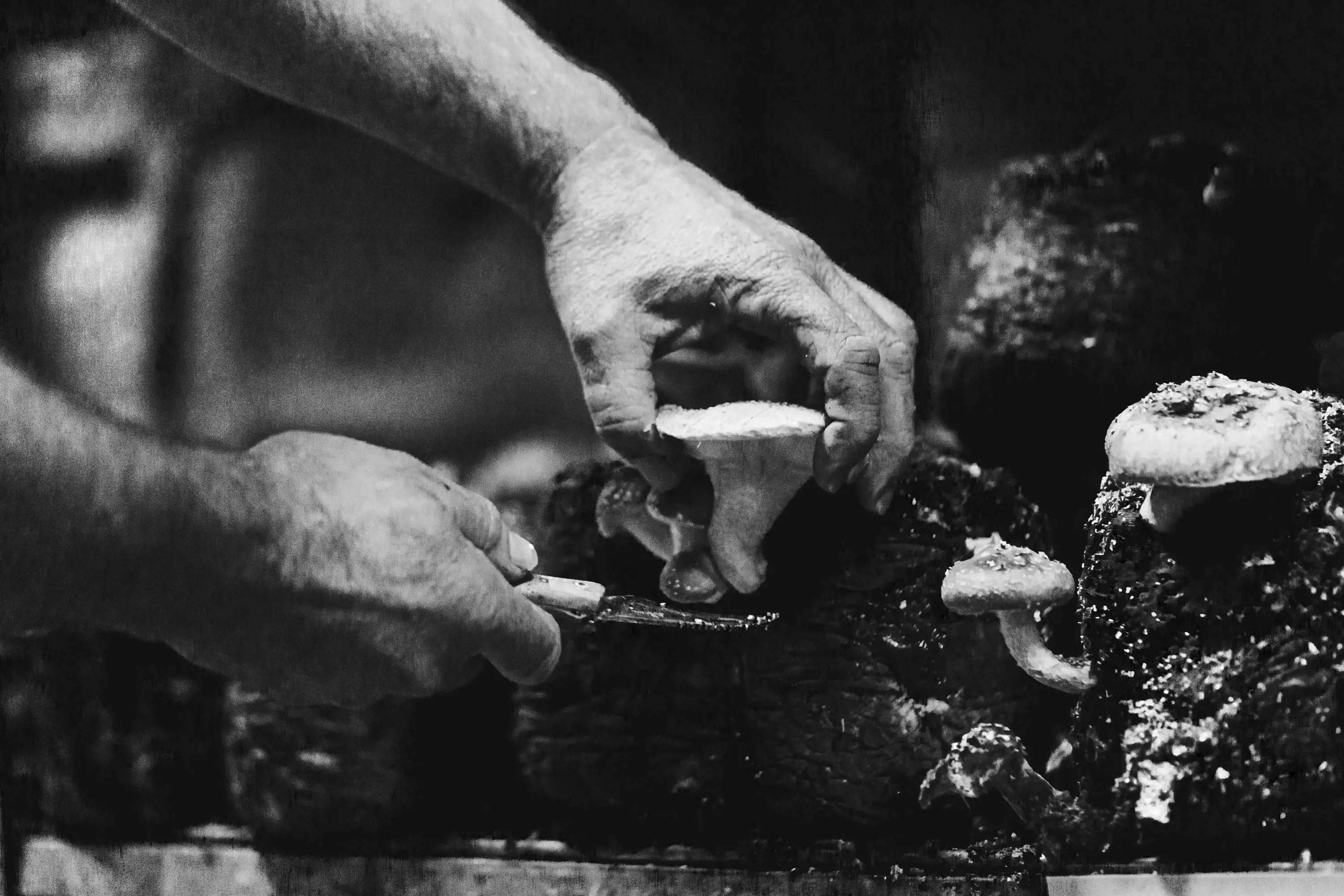 Two hands are shown harvesting mushrooms from a log. One hand carefully holds the stem of a mushroom, while the other uses a knife to cut it free. The texture of the mushroom and the earthy surface of the log are captured in detail, emphasizing the manual process of harvesting.