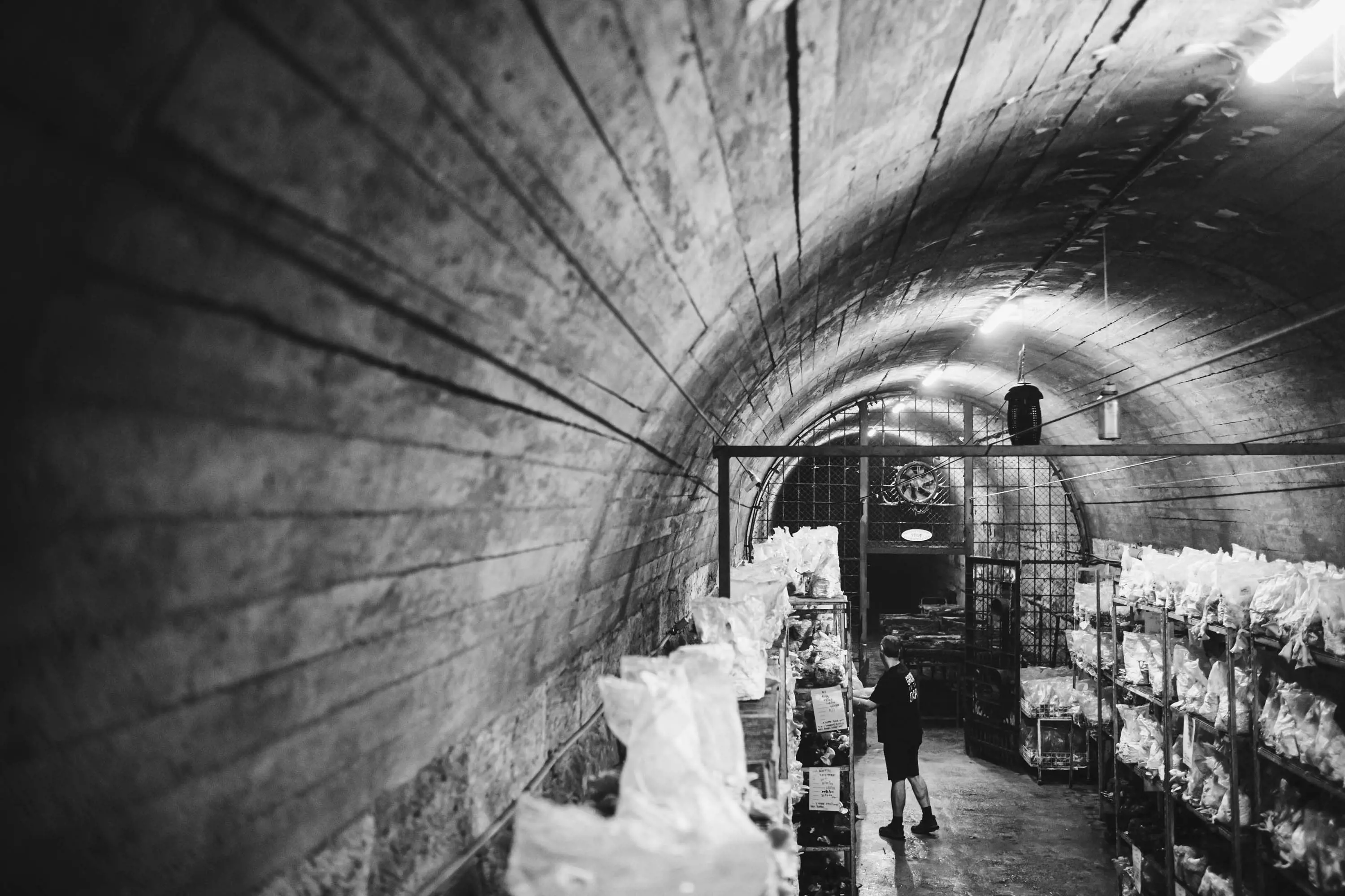 A man works in a long, dark tunnel, stacked with racks of mushrooms growing in bags.