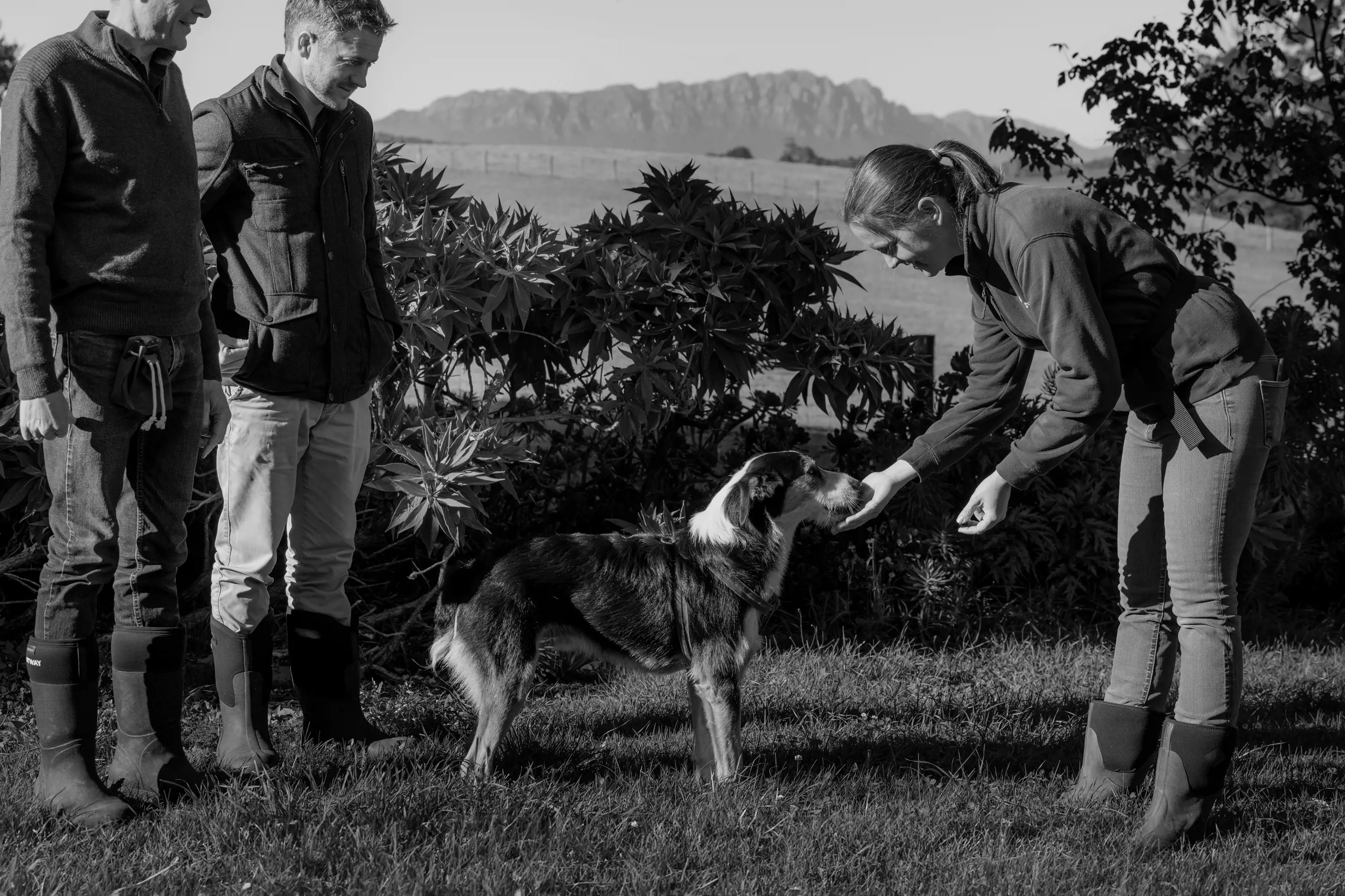 A woman stands in green grass in a garden and feeds a truffle hunting dog. Two men stand by and watch.