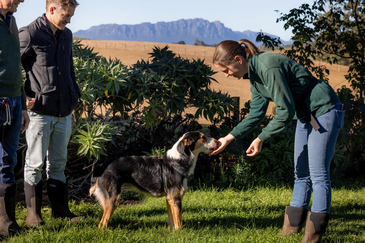 A woman stands in green grass in a garden and feeds a truffle hunting dog. Two men stand by and watch.