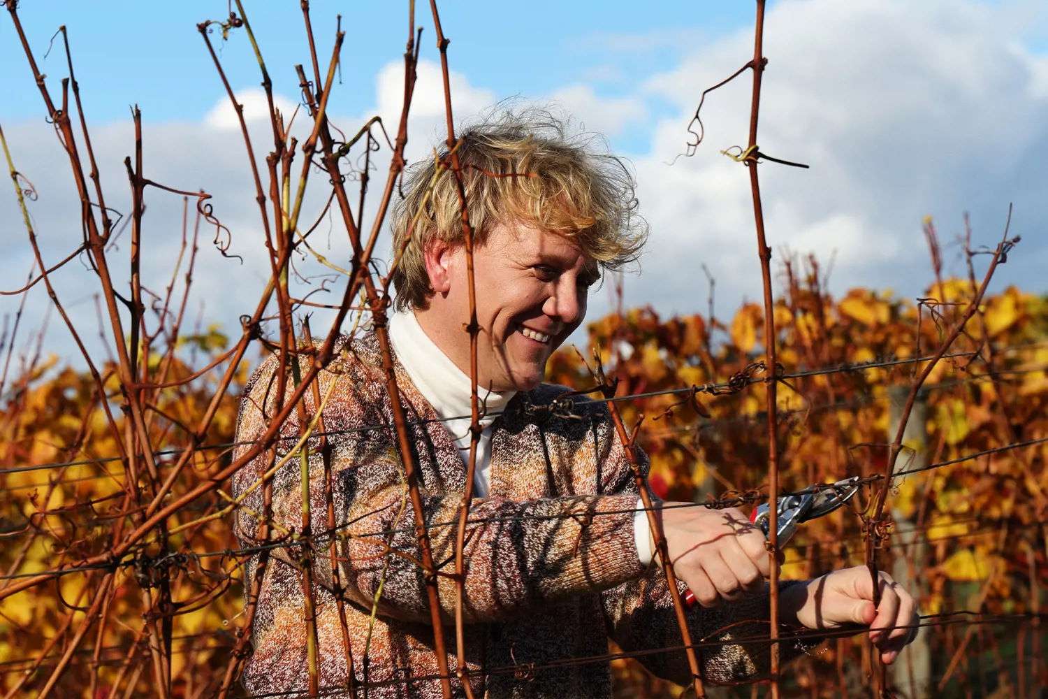 A man stands in a vineyard row full of leaves and carefully trims grape vines with a pair of secateurs