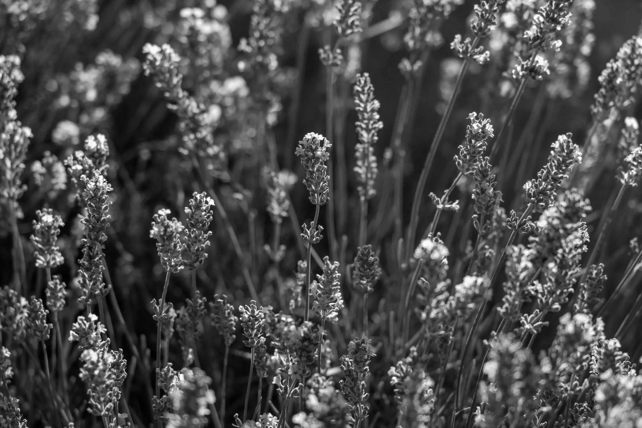 A close-up view of a lavender field captured in black and white. The flowers are in full bloom, with delicate petals and tall stems standing upright, creating a textured and calming scene