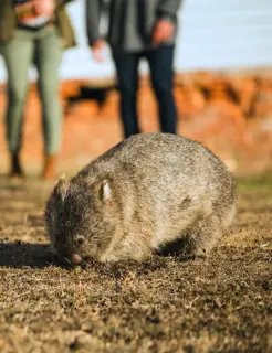 A wombat on Maria Island eating grass in the foreground while two people look from the background.