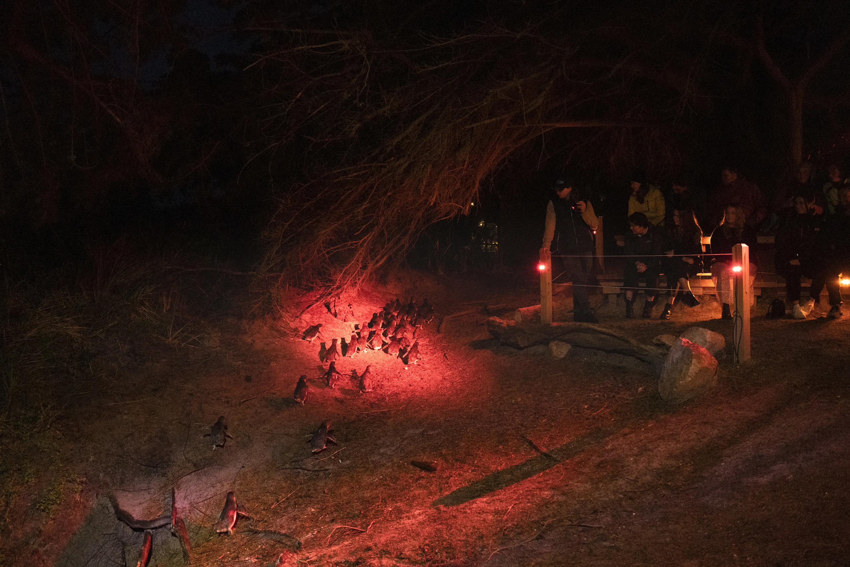 A group watch penguins on the Bicheno Penguin Tour at night. 
