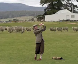 A man swings his golf club at Bothwell Golf Course, there are sheep on the course behind him.