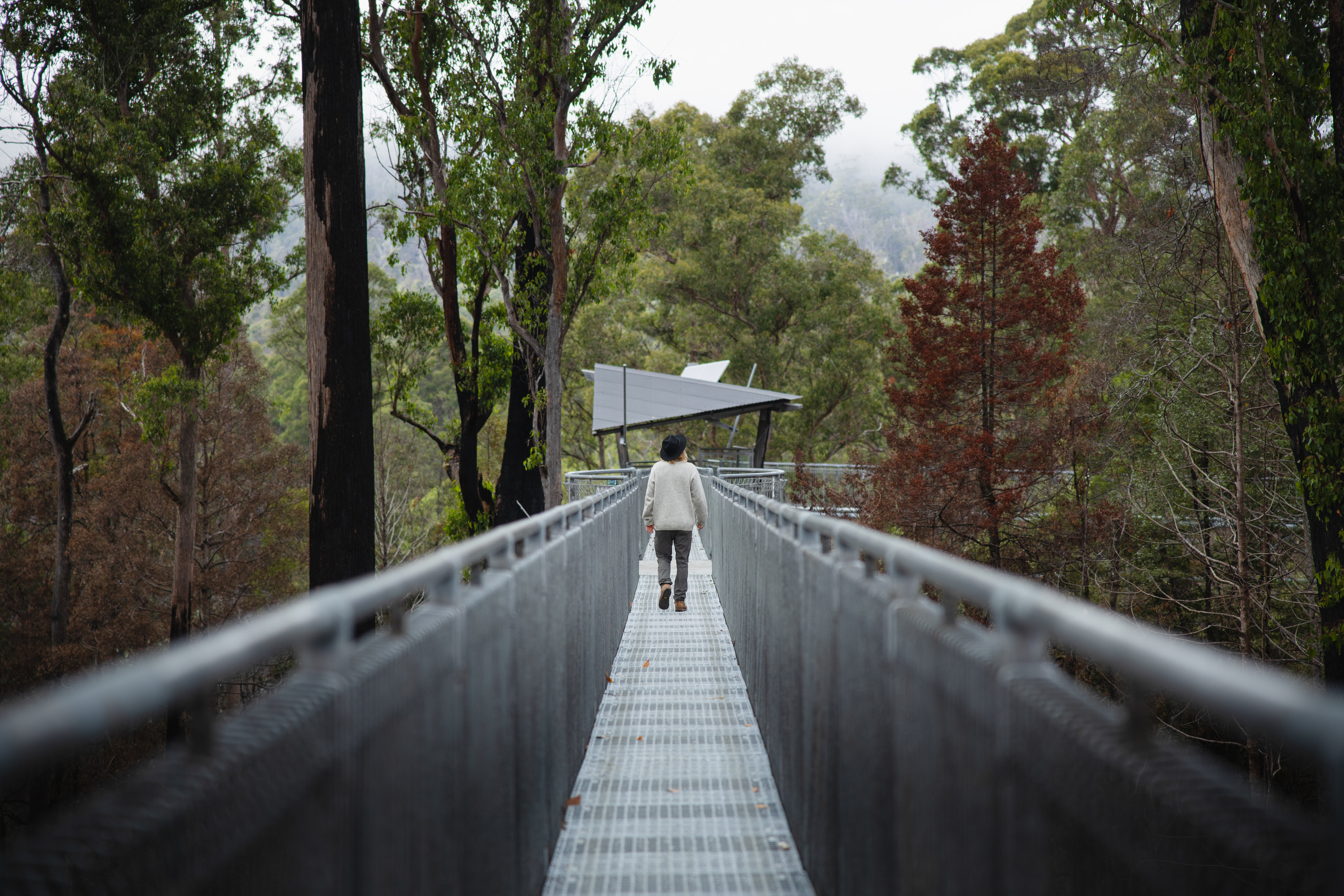 Looking down Tahune Airwalk, elevated 30 metres above the forest floor, a person walks up down the walkway.