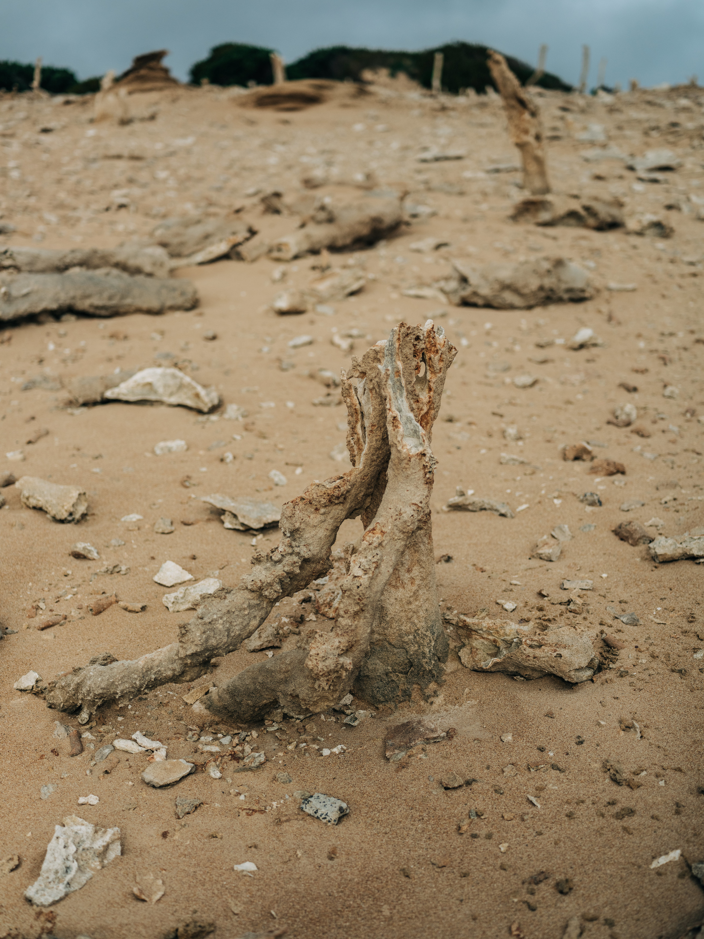 Close up image of an oddly shaped piece of limestone in the sand, within the Calcified Forest.