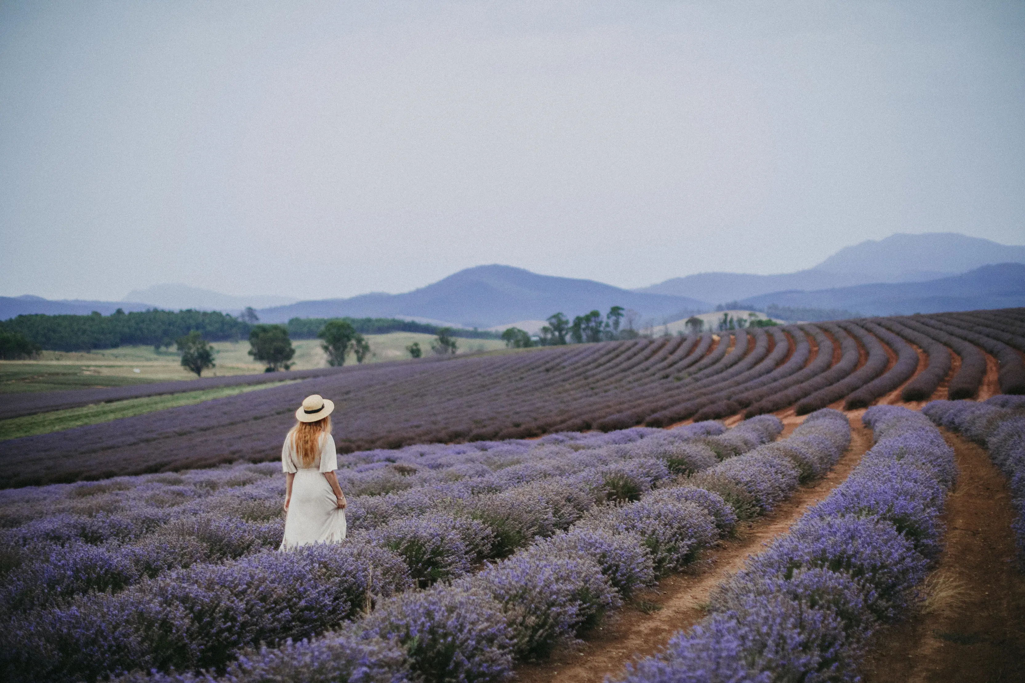 Woman in white dress and hat walking through the Lavender Fields at Bridestowe Lavender Estate