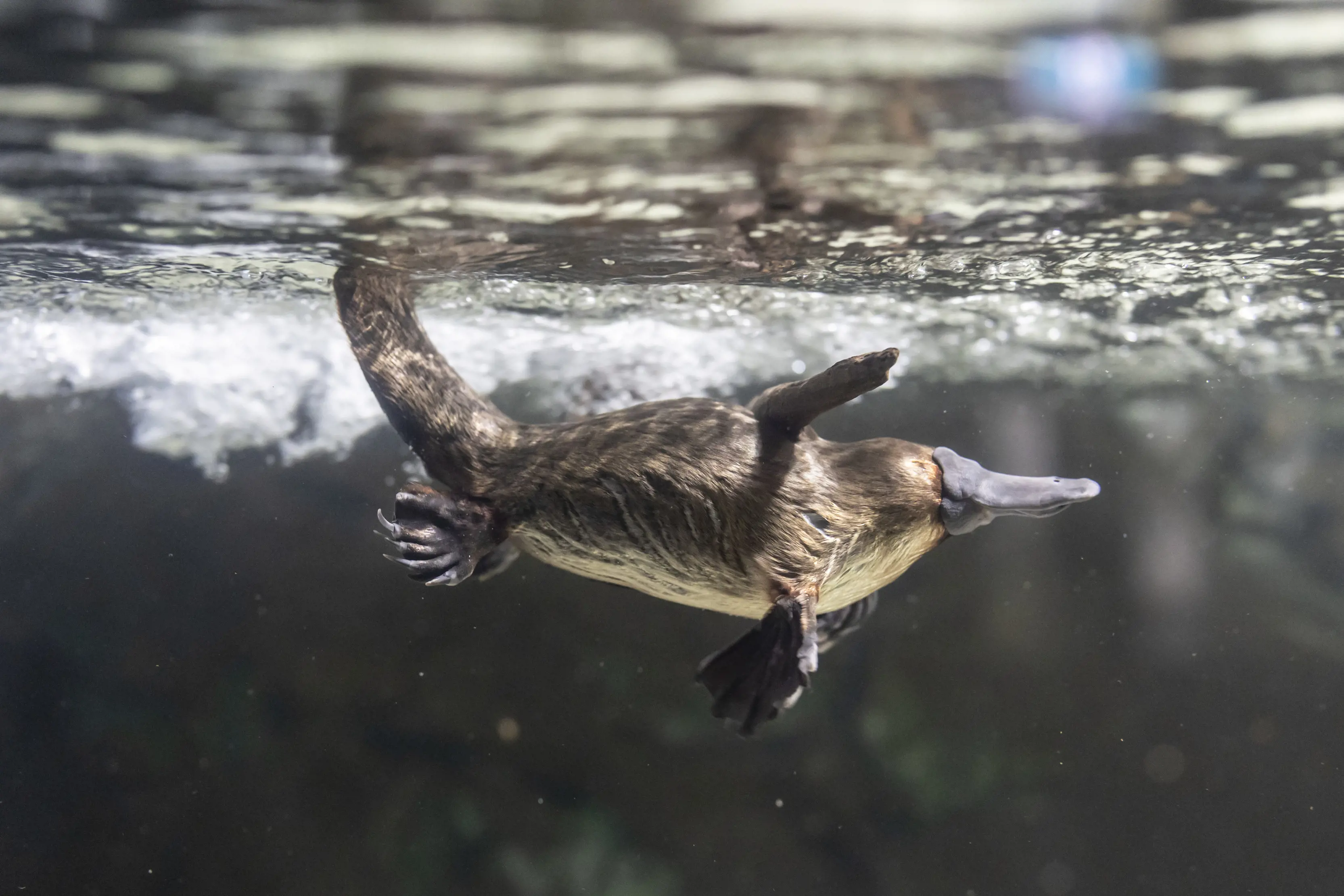 An underwater view of a brown platypus swimming through clear water.