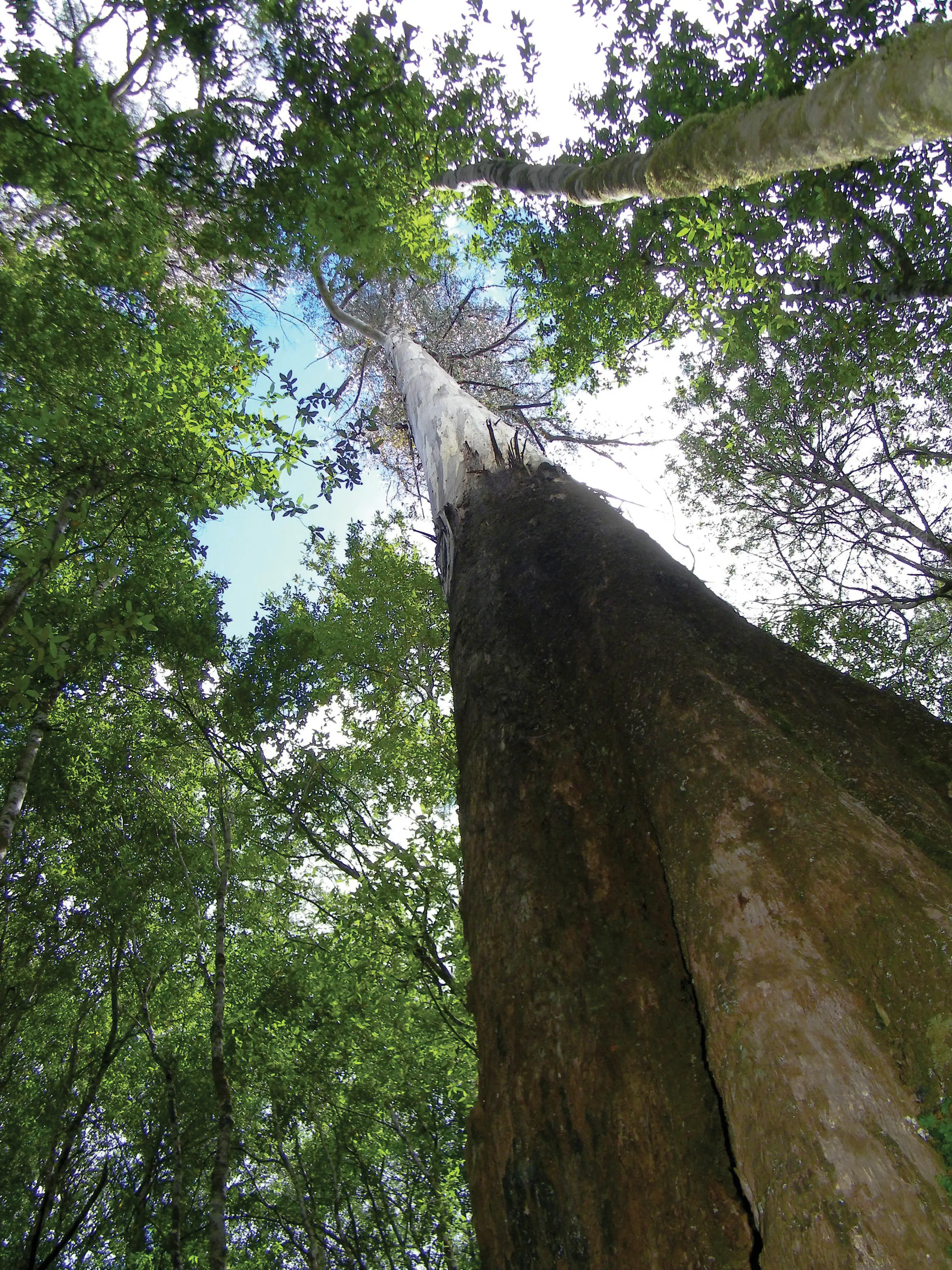 Image looking up at giant Swamp Gum on the walking track to Russell Falls in the Mount Field National Park.