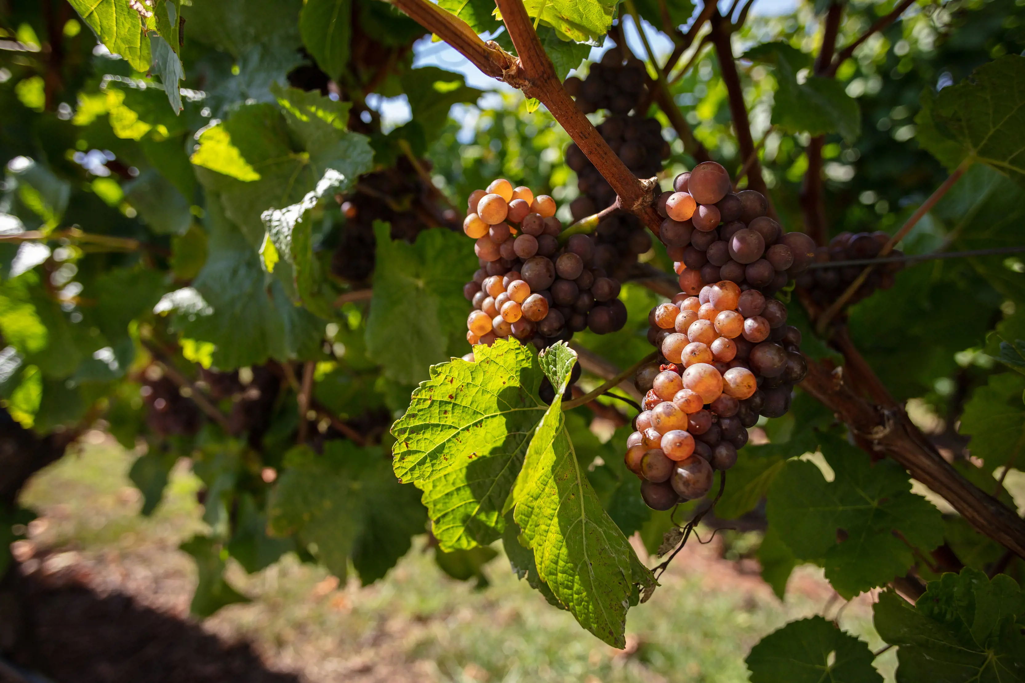 A close up image of grapes on a vineyard at Ghost Rock Wines.