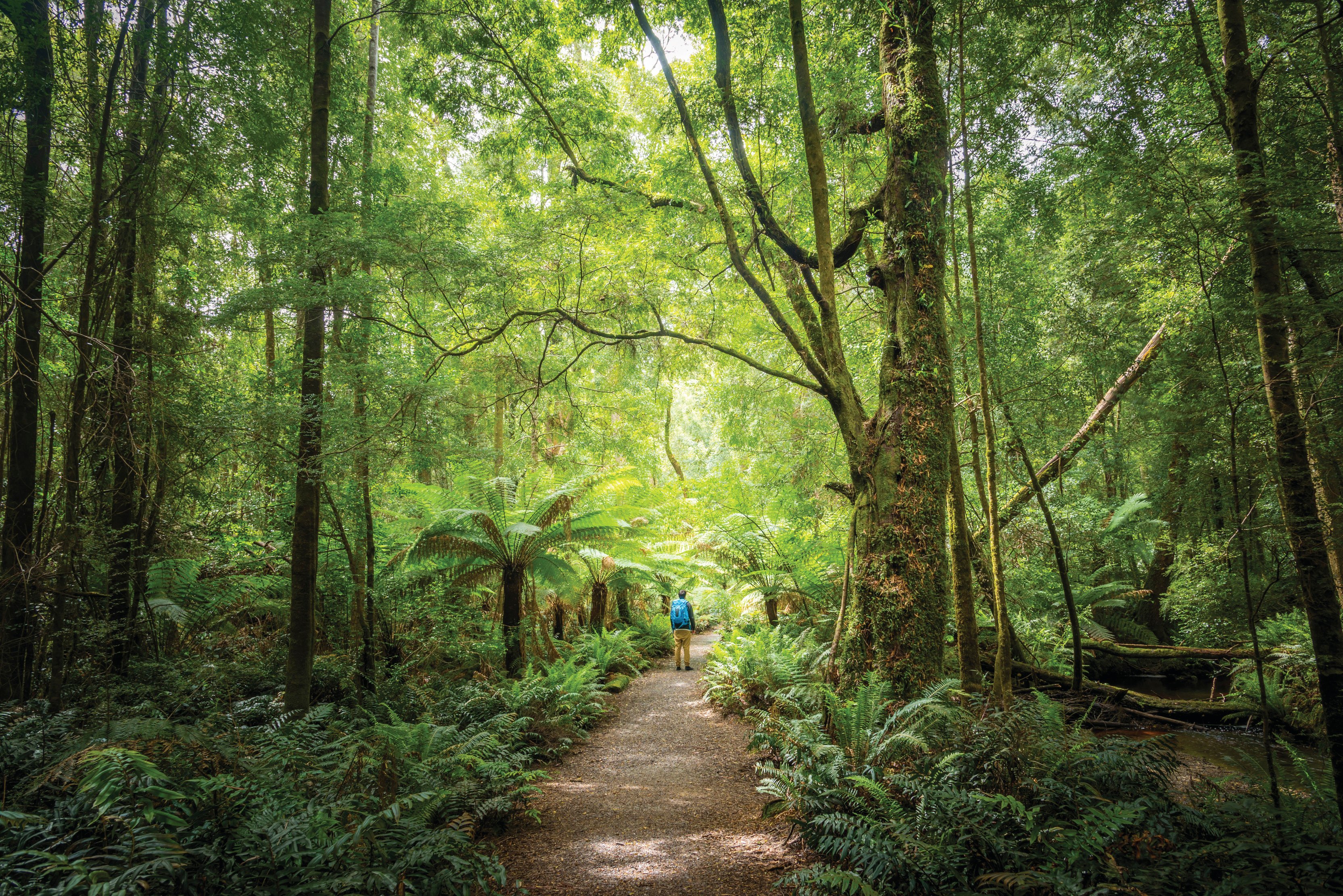 Man walking along Hogarth Falls track surrounded by vibrant green trees and ferns