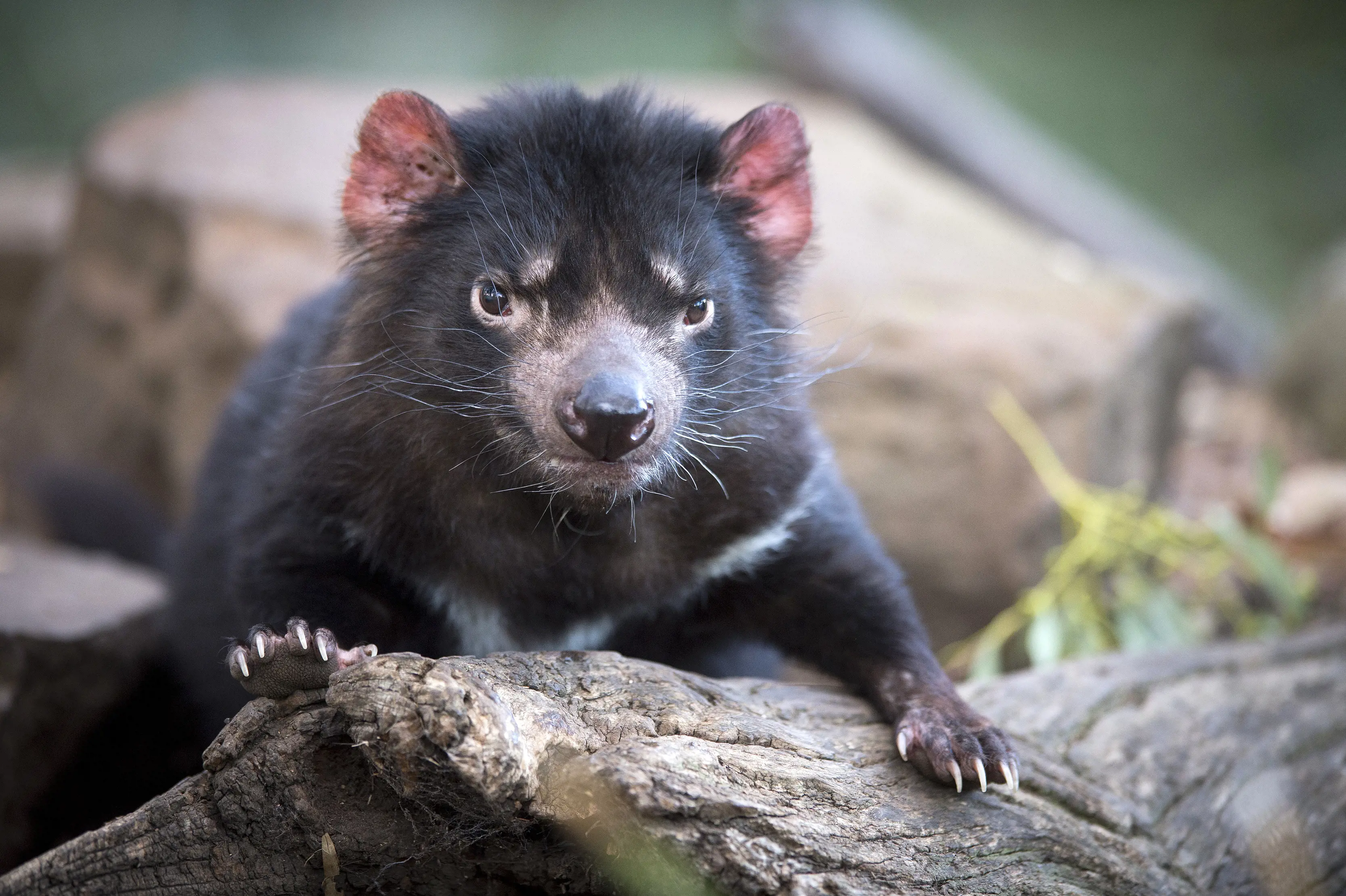 Dramatic close up image of a Tasmanian Devil.