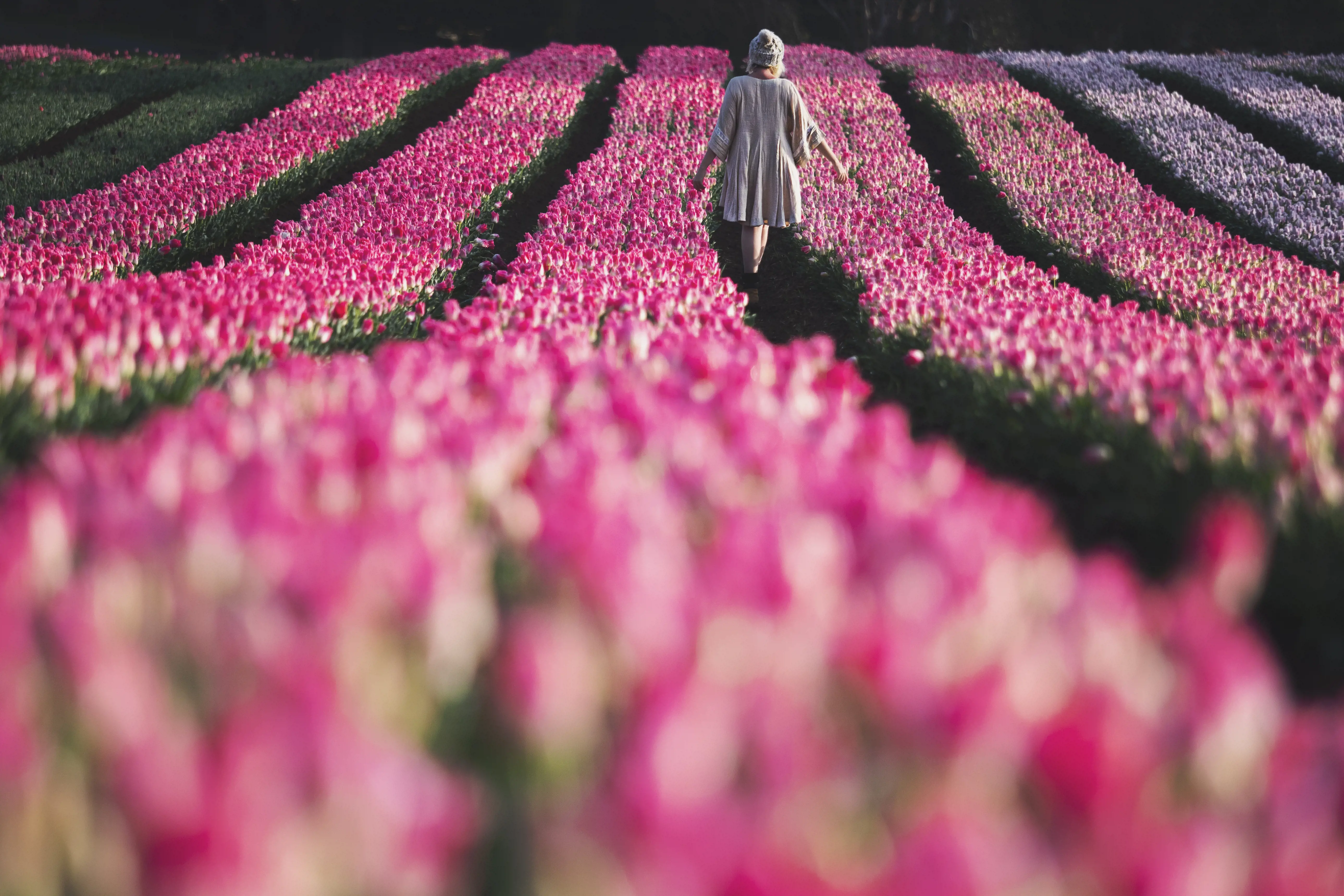 lady walking through rows of beautiful pink tulips at tulip farm