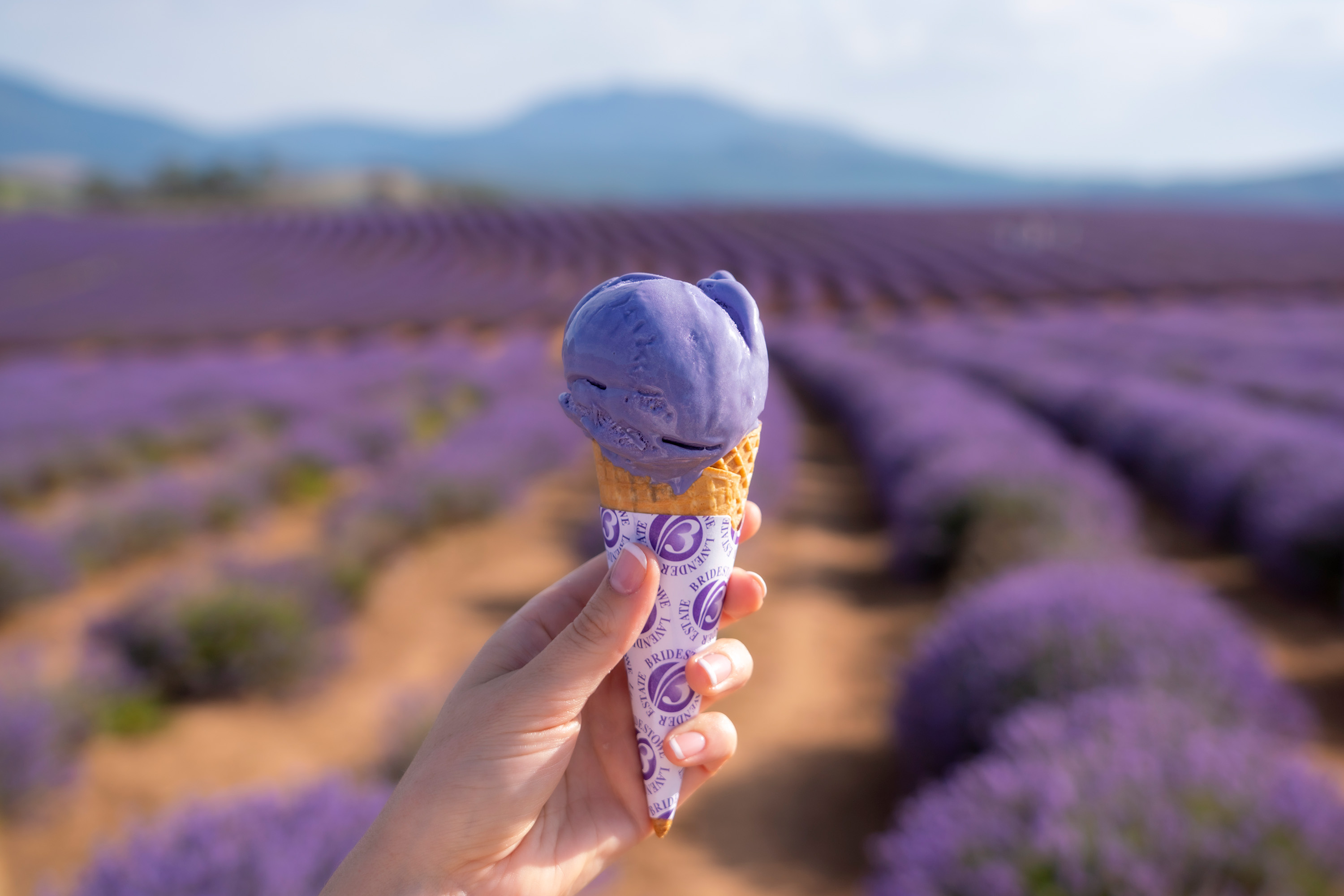 A person's hand, holding up a lavender icecream cone. The out-of-focus background is a long field of purple-hued small shrubs.