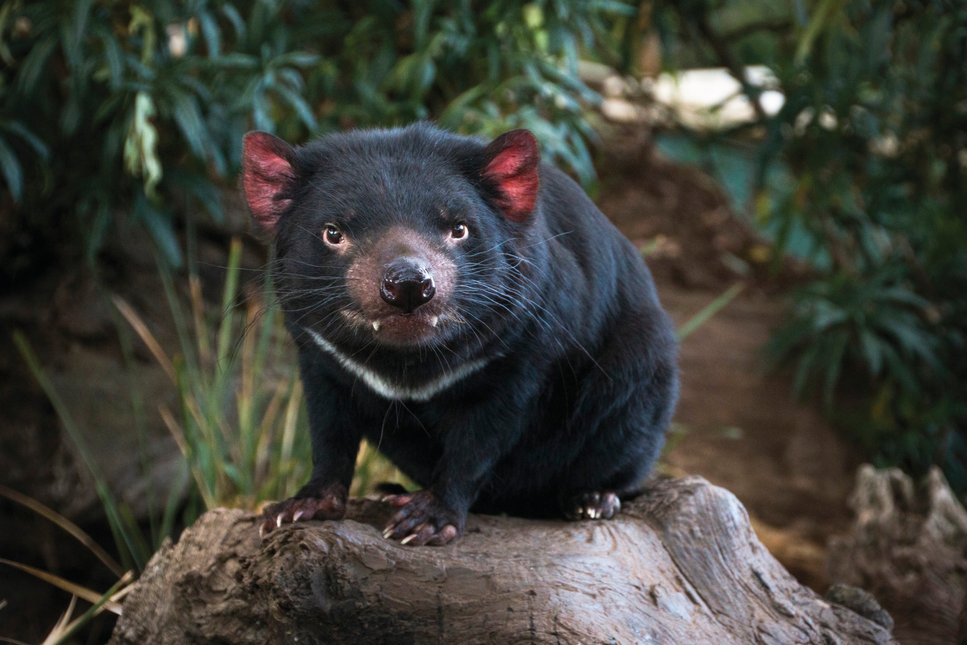 Close up image of a Tasmanian Devil on a log, smiling for the camera, at Bonorong Wildlife Park.