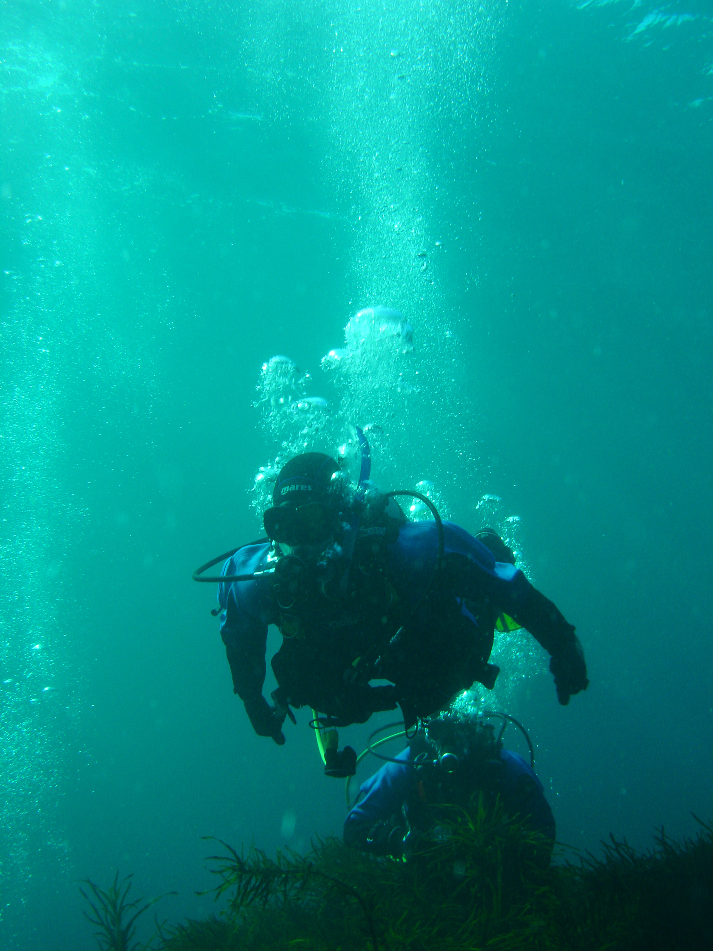 Two scuba divers in full gear swim along above seaweed in the ocean water. Streams of bubbles are rising from them.