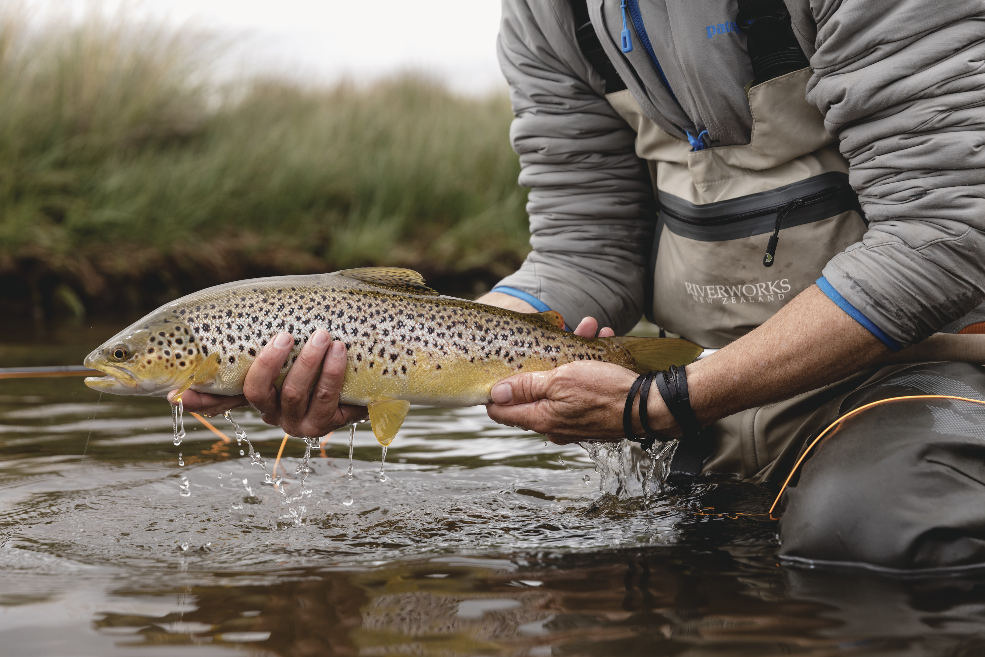 Brown Trout