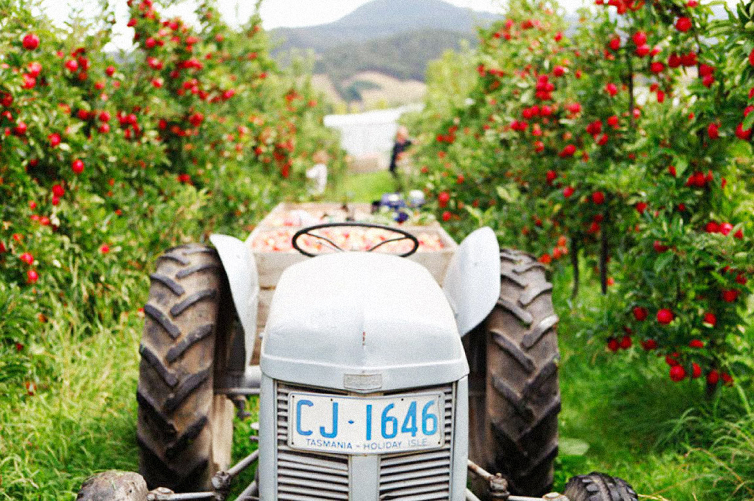 Tractor within the apple fields of Willie Smiths Organic Apple Cider.