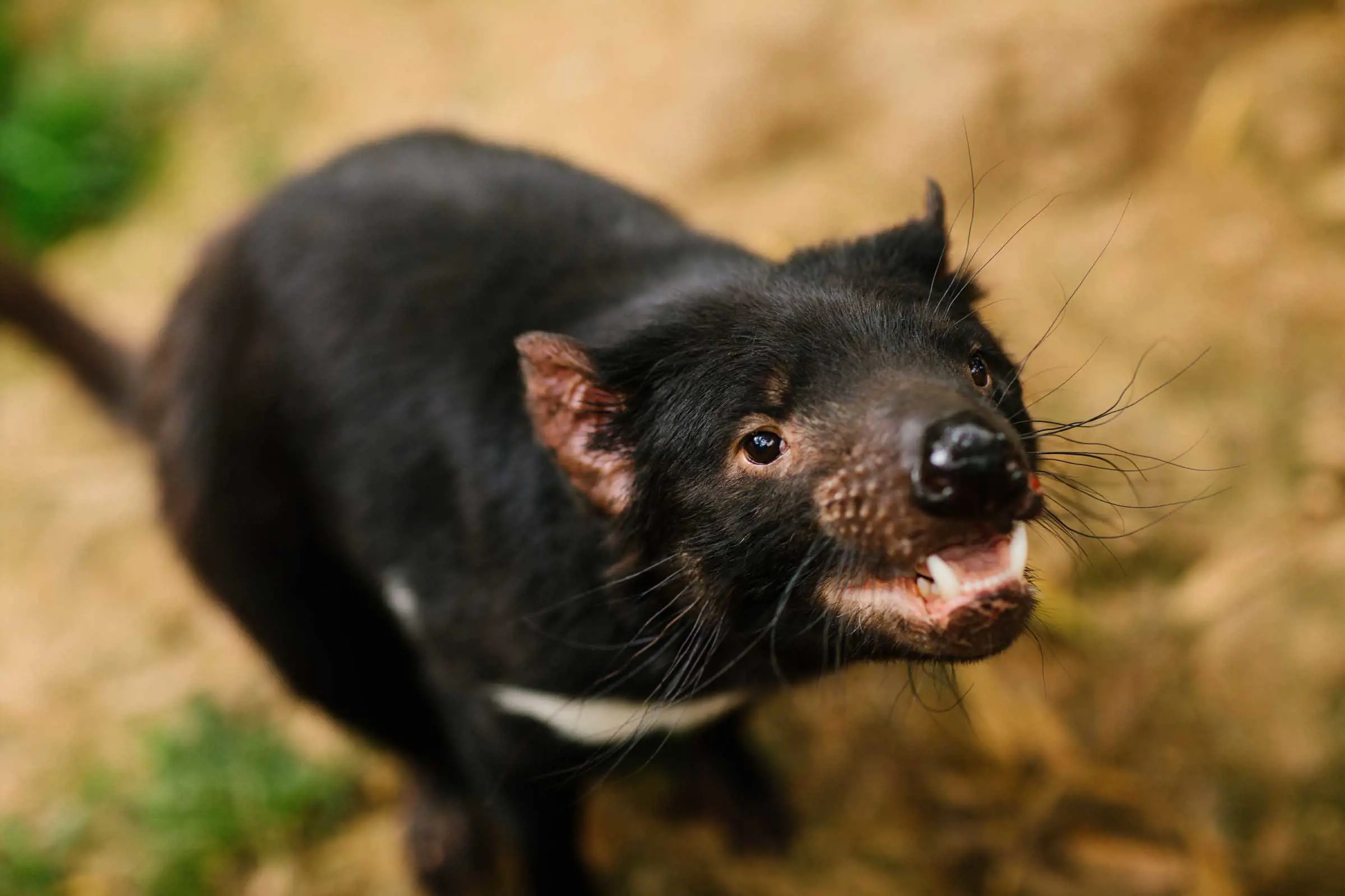 A tasmanian devil, mostly black with a white stripe on its front, pinkish ears and snout, and wild black whiskers.